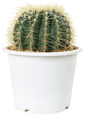 golden-barrel-cactus-white-pot